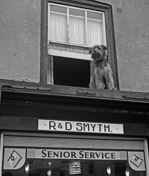 A dog stares down on humanity from a window above a shop. 