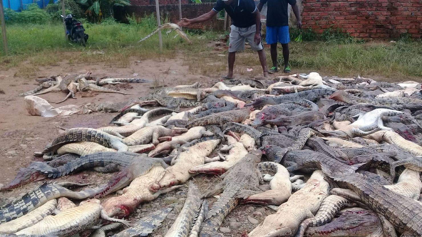A photo taken Saturday shows two men standing among the dead crocodiles in West Papua province.