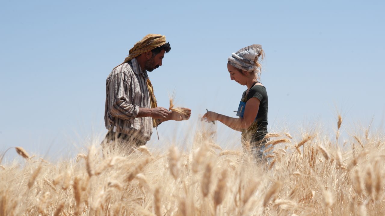 Amaia Arranz Otaegui with assistant Ali Shokaiteer, sampling cereals in Shubayqa. 