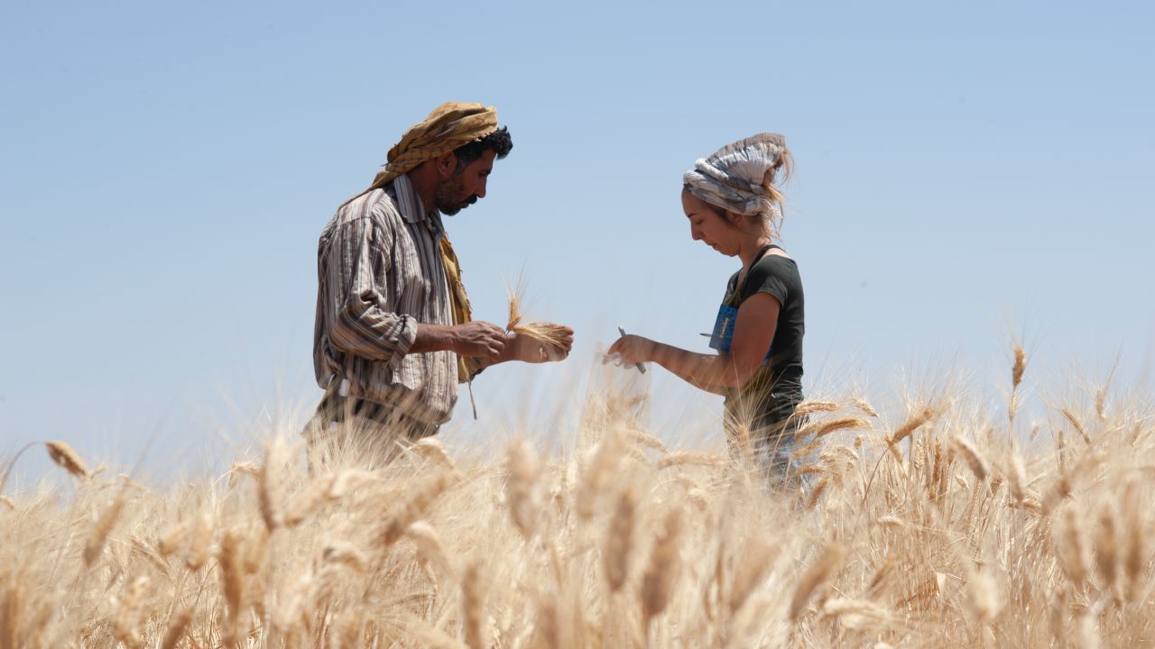Amaia Arranz Otaegui with assistant Ali Shokaiteer, sampling cereals in Shubayqa.