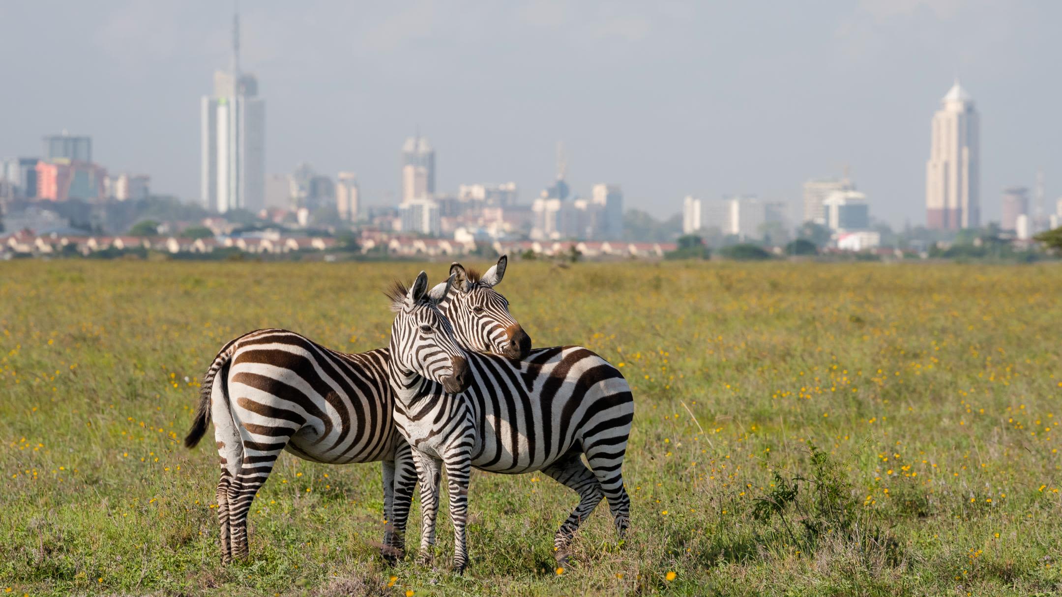 <strong></noscript>January in Kenya: </strong>Here you can see wildlife without leaving the city. A zebra in Nairobi National Park grazes against the backdrop of the capital’s skyline.  ” class=”image__dam-img image__dam-img–loading” onload=”this.classList.remove(‘image__dam-img–loading’)” onerror=”imageLoadError(this)” height=”1215″ width=”2160 ” loading=”lazy”/></picture></div></div><p class=