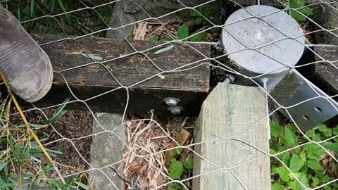 A hole in the enclosure where the jaguar is believed to have escaped. 