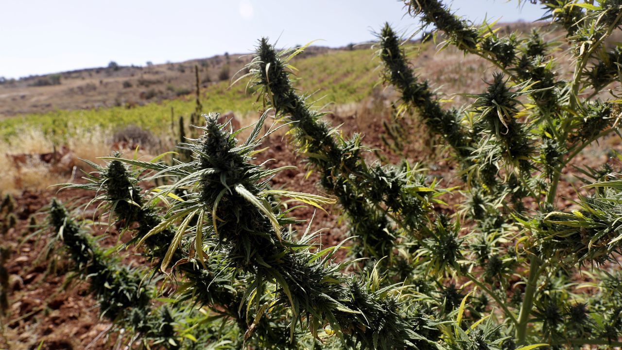 A cannabis field is seen near a vineyard on the outskirts of Deir al-Ahmar in the Bekaa Valley, one of the poorest regions in Lebanon and notorious for its cannabis production.