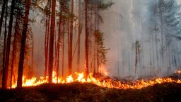 Fire burns in Karbole, Sweden, on July 15, 2018. - Due to the dry weather, 80 wildfires burned in Sweden. (Photo by Mats ANDERSSON / TT News Agency / AFP) / Sweden OUT        (Photo credit should read MATS ANDERSSON/AFP/Getty Images)