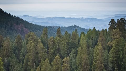 Sequoia National Park in California