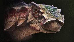 Life reconstruction of the head of the new armored dinosaur Akainacephalus johnsoni.