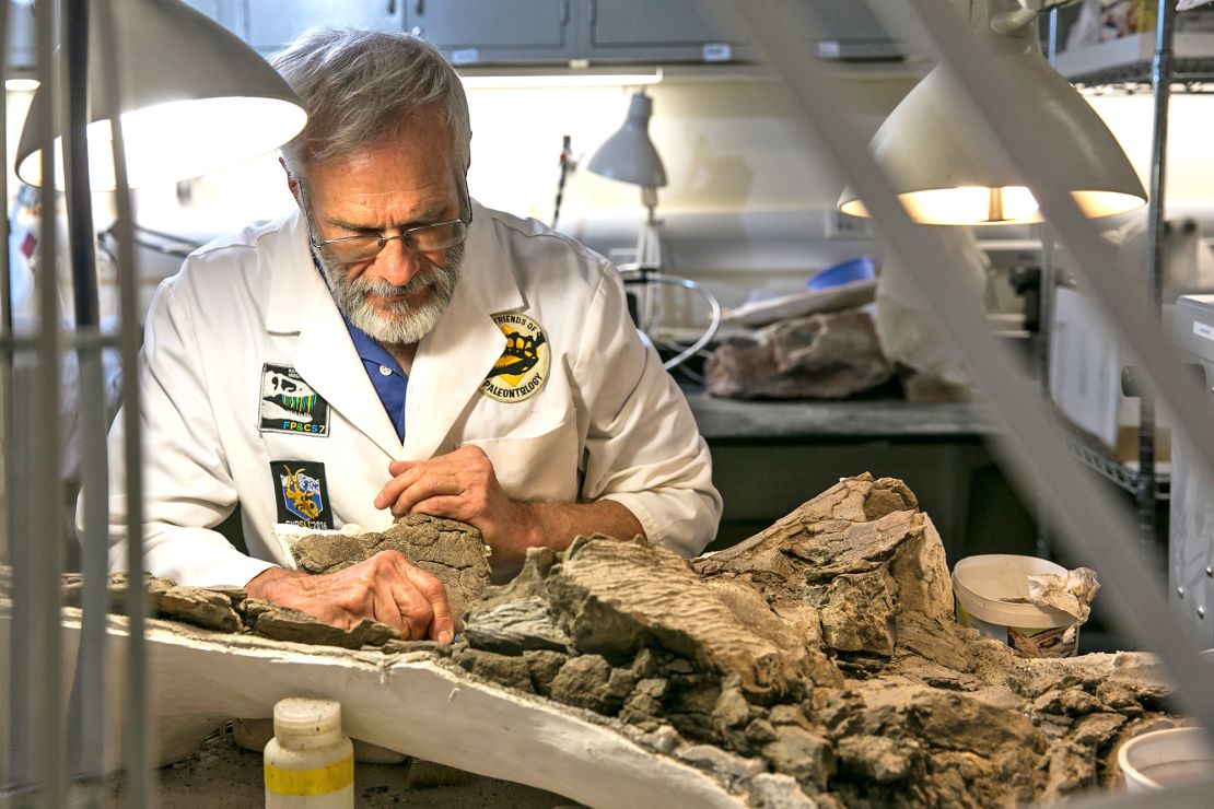 Museum volunteer Randy Johnson prepares the skull.