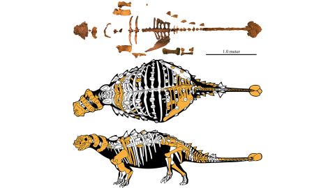 The skeleton of Akainacephalus johnsoni as represented by preserved bones.