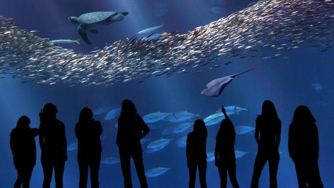 The Monterey Bay Aquarium's spectacular "Open Sea" exhibit is magical.