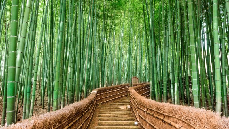 <strong>April in Kyoto, Japan:</strong> Talk about going green. The Sagano Bamboo Forest just outside the city often makes "most beautiful" lists -- for good reason. <a href="index.php?page=&url=https%3A%2F%2Fwww.cnn.com%2Ftravel%2Farticle%2Fsagano-bamboo-forest%2Findex.html" target="_blank">Read more about the forest here.</a>