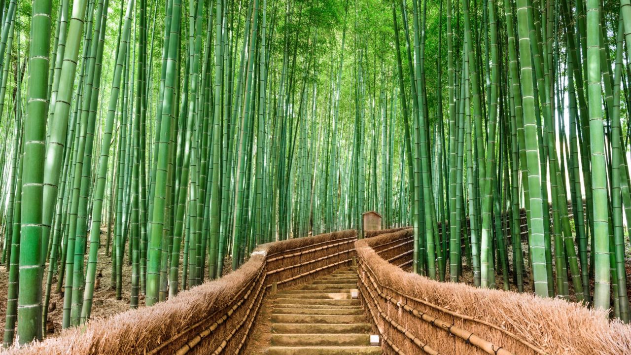<strong>April in Kyoto, Japan:</strong> Talk about going green. The Sagano Bamboo Forest just outside the city often makes "most beautiful" lists -- for good reason. <a href="https://www.cnn.com/travel/article/sagano-bamboo-forest/index.html" target="_blank">Read more about the forest here.</a>