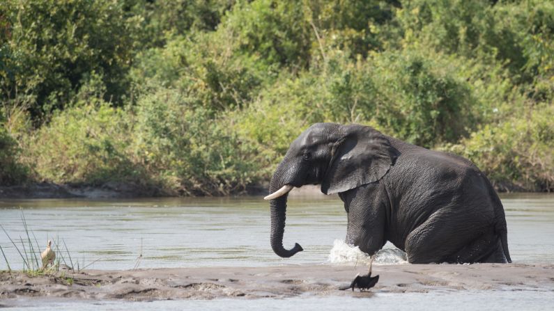 <strong>May in Malawi: </strong>An African elephant wades into a river by a sand bar at the Majete Wildlife Reserve.