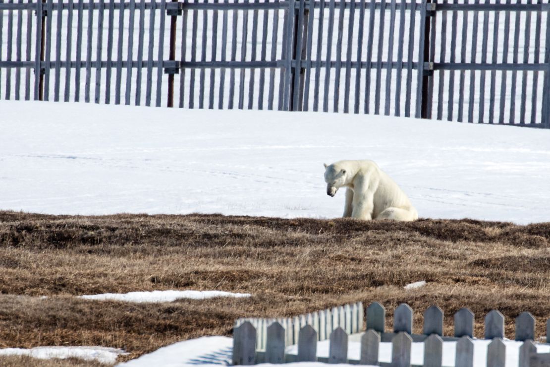 A polar bear that has been coming to the outskirts of Kaktovik in search of food.