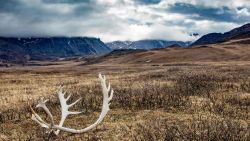 Caribou antlers in the Arctic National Wildlife Refuge