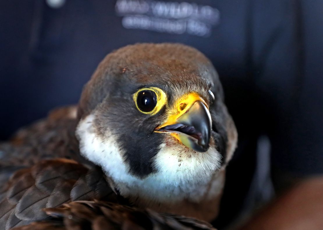04 endangered species act peregrine falcon RESTRICTED