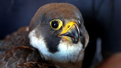 04 endangered species act peregrine falcon RESTRICTED
