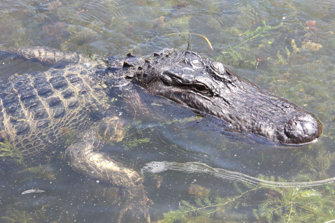 02 endangered species act american alligator