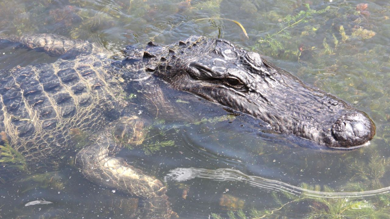 02 endangered species act american alligator