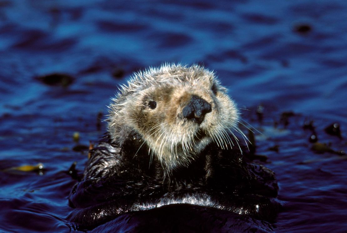 05 endangered species act southern sea otter RESTRICTED