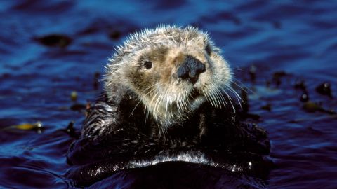 05 endangered species act southern sea otter RESTRICTED