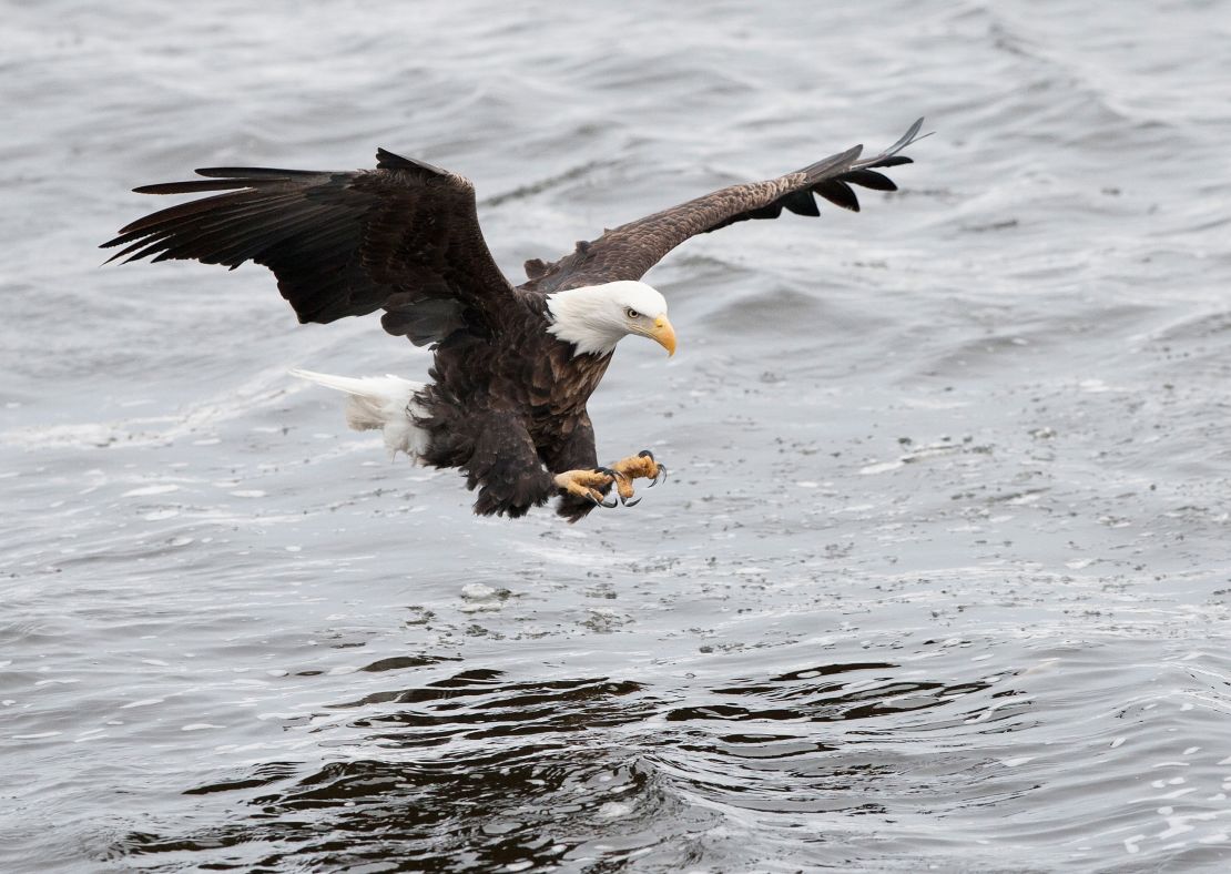 01 endangered species act bald eagle RESTRICTED
