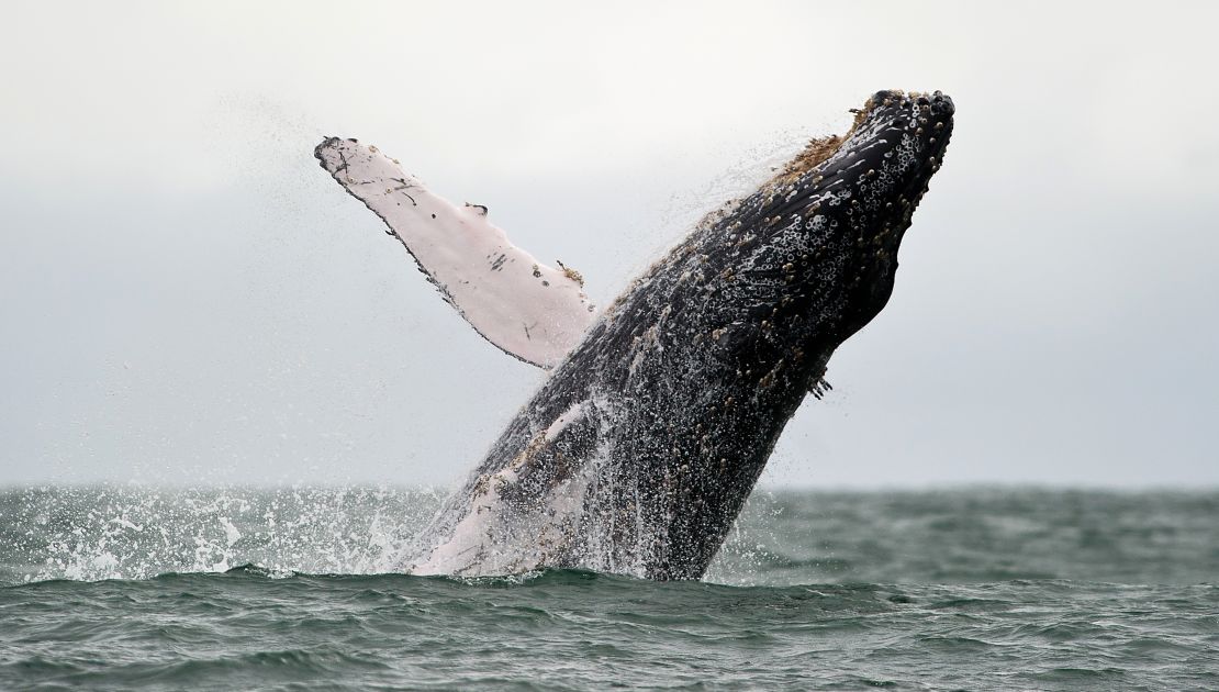 06 endangered species act humpback whale