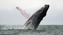 A Humpback whale jumps in the surface of the Pacific Ocean at the Uramba Bahia Malaga natural park in Colombia, on July 16, 2013. 
