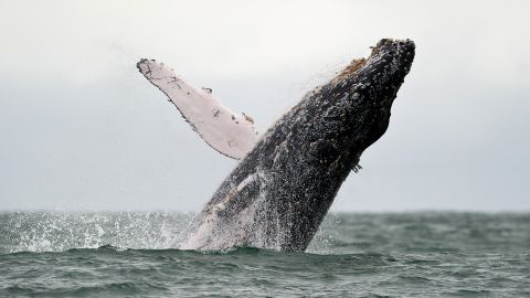 A Humpback whale jumps on the surface of the Pacific Ocean. 