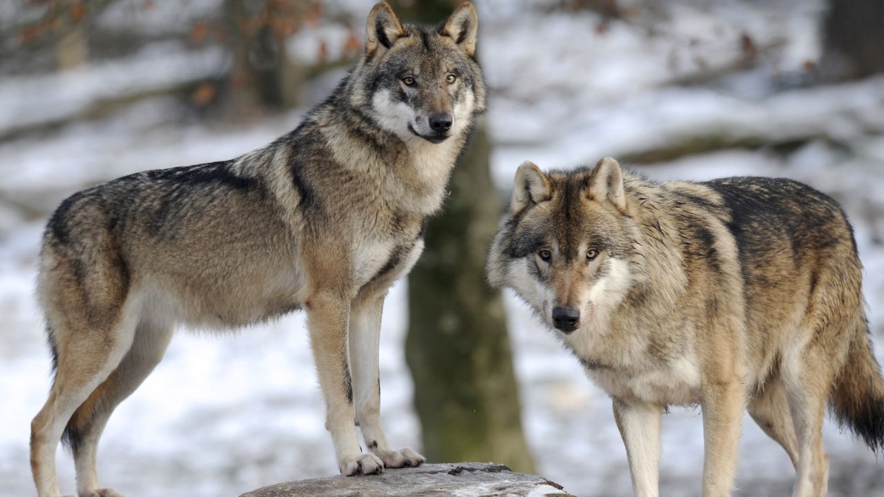 08 endangered species act grey wolf