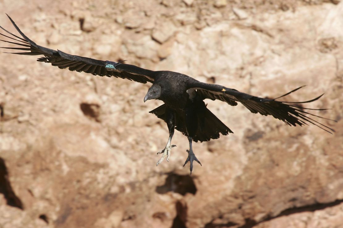 10 endangered species act california condor