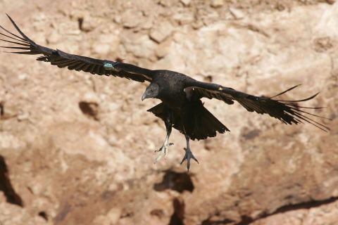 The California condor was almost wiped out in the 1980s by a combination of hunting, accidental poisoning, and the toxic pesticide DDT.<br />Here a California condor lands in Marble Gorge, east of Grand Canyon National Park, in March 2007.