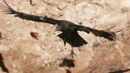 PAGE, AZ - MARCH 24:  A rare and endangered California condor lands on a ledge in Marble Gorge, east of Grand Canyon National Park, on March 24, 2007 west of Page, Arizona. Condor managers taking blood samples from the 57 wild condors in Arizona both before and after hunting season find that all 57 condors test positive for contamination by lead matching the isotropic fingerprint of the lead commonly used in ammunition, and that those levels rise significantly by the end of the season. Many of the condors become so sick that biologists must re-capture them for lead-poisoning treatments. Several die each year. Experts believe the condors are ingesting the lead as they scavenge gut piles left behind hunters because lead bullets shatter and fragment inside the kill. Officials in Arizona are encouraging hunters to use copper bullets instead of lead-based ammunition and in California, a coalition of conservation groups has sued the California Fish and Game Commission in an effort to force a ban on lead ammunition in Condor ranges. The condors in the Marble Canyon and Vermillion Cliffs area easily fly as far west as Lake Mead, by way of the Grand Canyon, and to Zion National Park and far into Utah. With a wingspan up to 9 ? feet, they are the largest flying birds in North America. In 1982, when the world population of California condors dropped to only 22 and extinction was believed eminent, biologist captured them and began a captive breeding and release program which has increased the total population to 278, of which 132 now live in the wild in Arizona, California, and Baja California, Mexico.  (Photo by David McNew/Getty Images)
