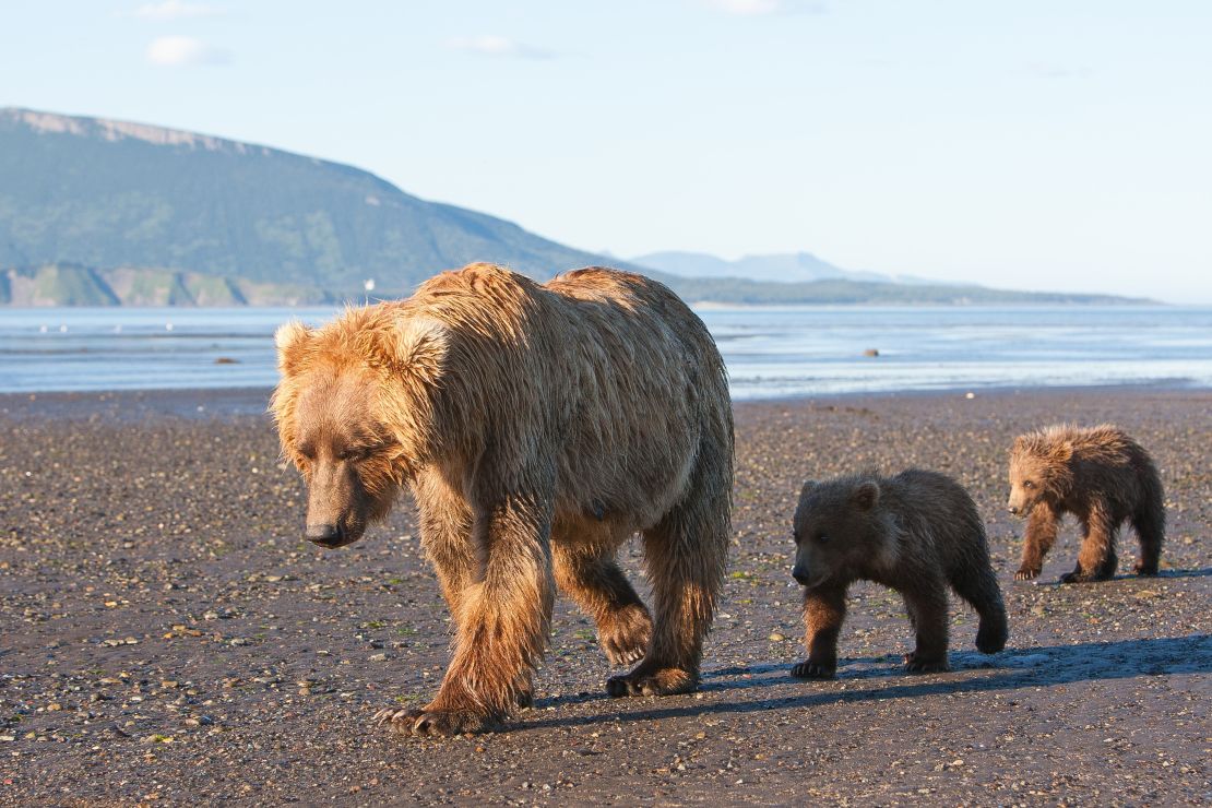 03 endangered species act grizzly bear RESTRICTED