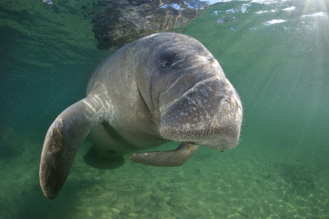 09 endangered species act florida manatee RESTRICTED