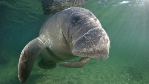 09 endangered species act florida manatee RESTRICTED