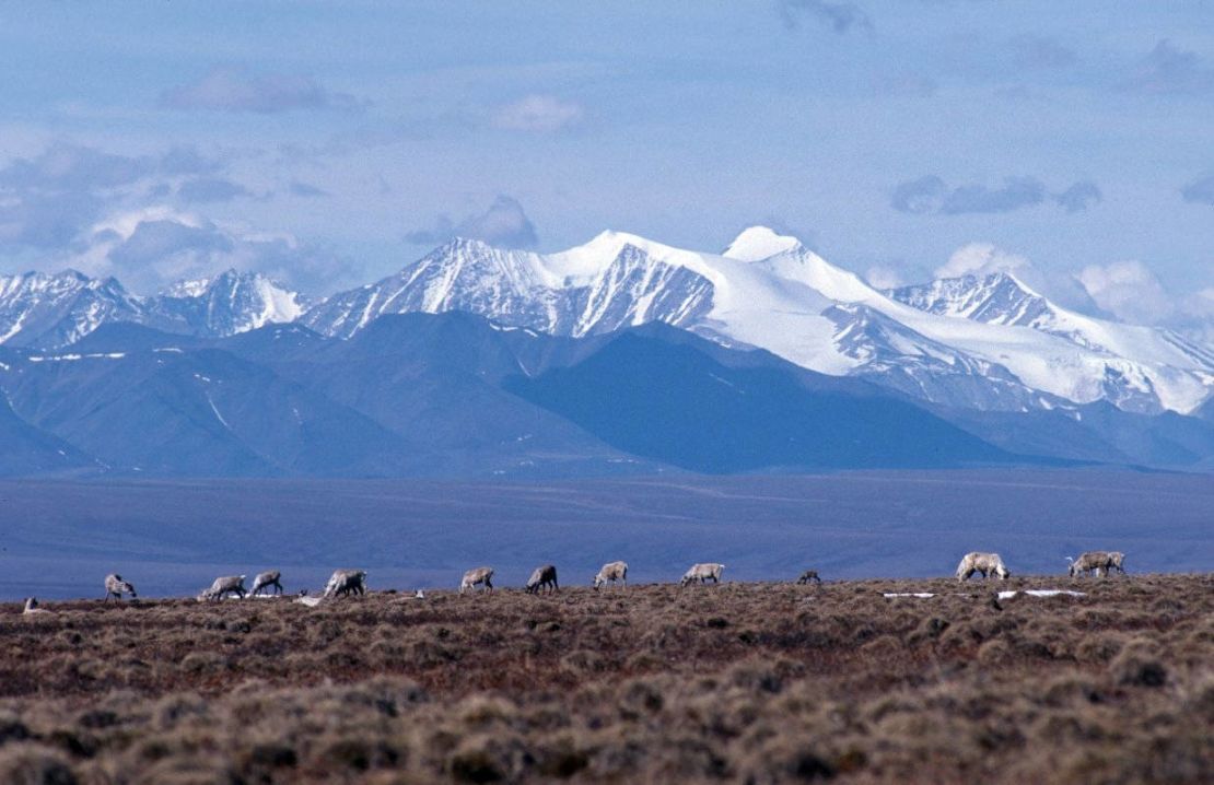 Caribou graze on the coastal plain of the Arctic National Wildlife Refuge, with the Brooks Range in the background.