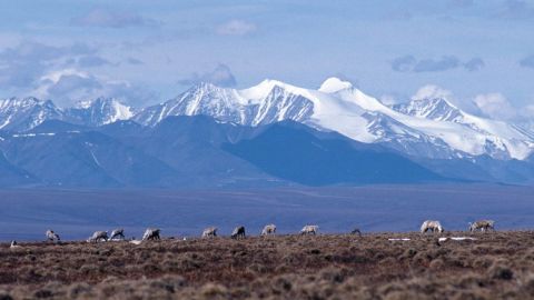 Caribou graze on the coastal plain of the Arctic National Wildlife Refuge, with the Brooks Range in the background.
