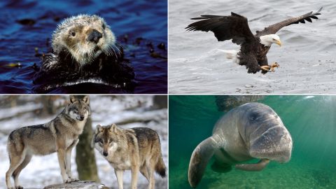 The Trump administration wants to roll back the Endangered Species Act.  These 10 animals might not be here today without it. | CNN Politics