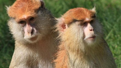 Young patas monkeys.