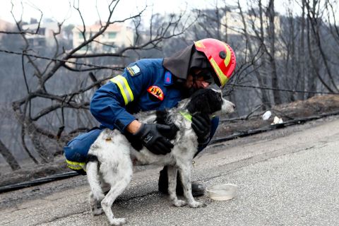 A firefighter is seen with a dog that was rescued from a burning house in Mati.