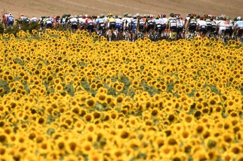 The pack rides past sunflower fields on July 24.