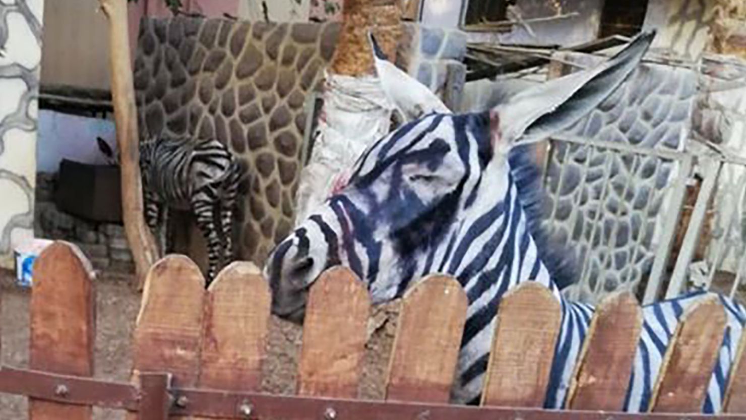 Is this a zebra or donkey? The zoo says zebra but the visitor says donkey.