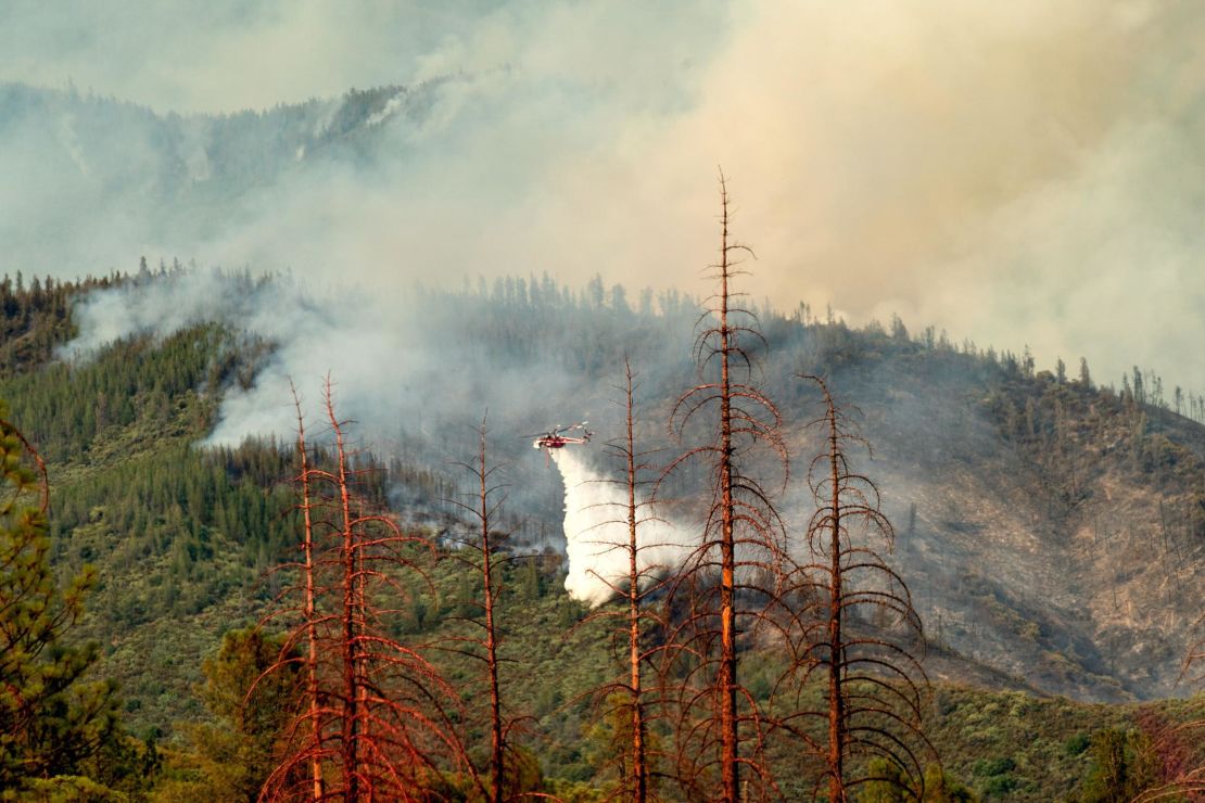 An abundance of trees killed by drought and bark beetles has helped the Ferguson Fire spread quickly.
