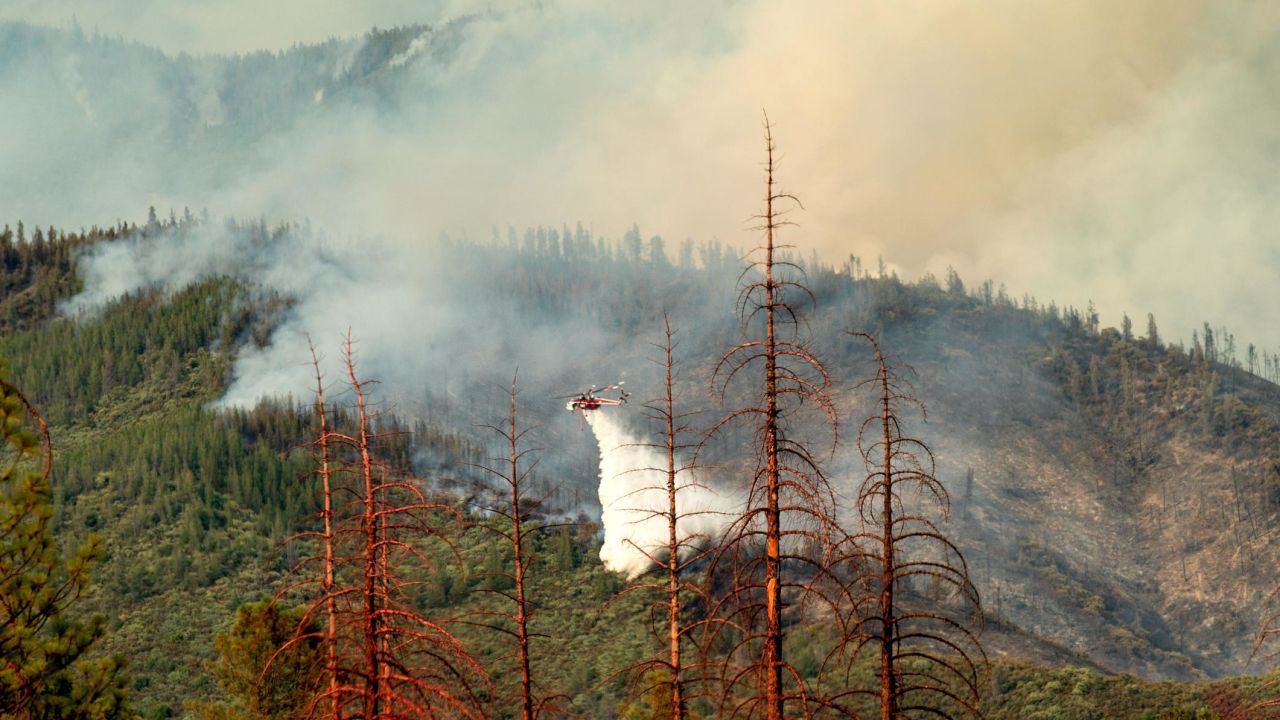 An abundance of trees killed by drought and bark beetles has helped the Ferguson Fire spread quickly.