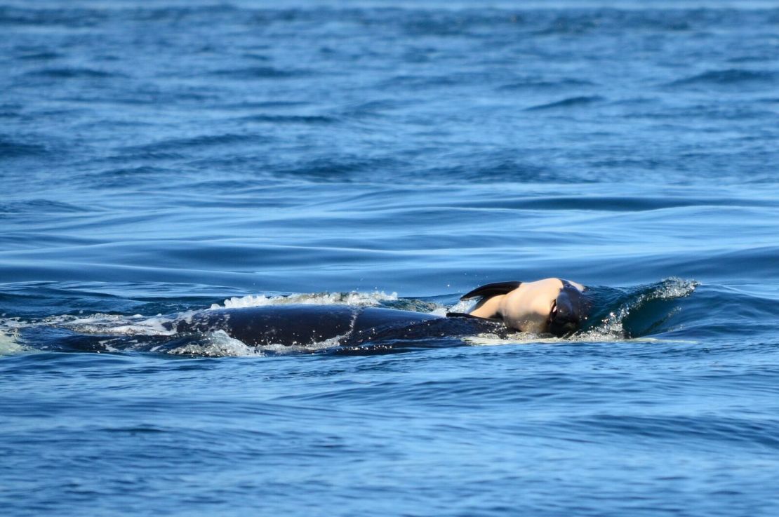 An orca mother pushes the remains of her dead calf in a journey of hundreds of miles last year.