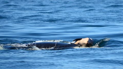 killer whale orca dead baby 1