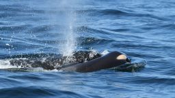 killer whale orca dead baby 2 