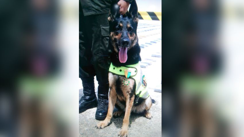 Sombra the police drug-sniffing dog is famous in Colombia.