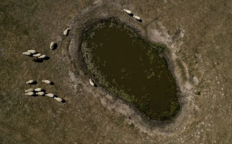 Sheep stand around a waterhole in the middle of a sun-bleached field in Garding, Germany, on Tuesday, July 24.