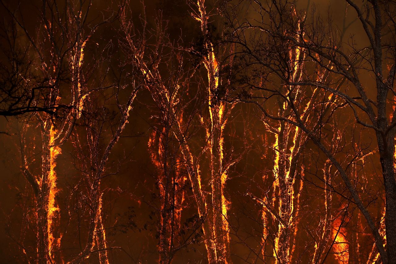 Flames from the Carr Fire burn through trees near Whiskeytown on July 27.